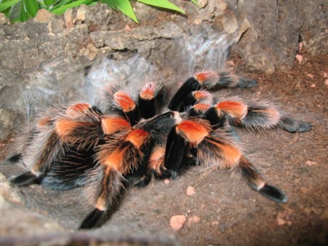brachypelma annitha.jpg
