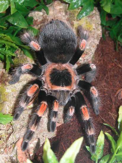 brachypelma smithi.jpg