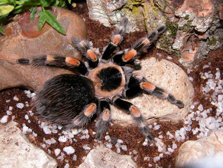 brachypelma smithi 2.jpg